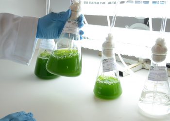 Biotecnologia para substituir os corantes e tingimentos têxtil
