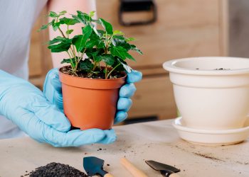 Aposte em uma mini-horta e conquiste um charme extra em seu apartamento