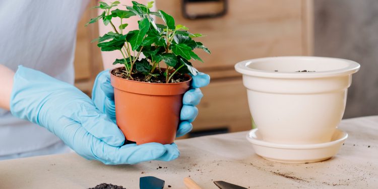 Aposte em uma mini-horta e conquiste um charme extra em seu apartamento