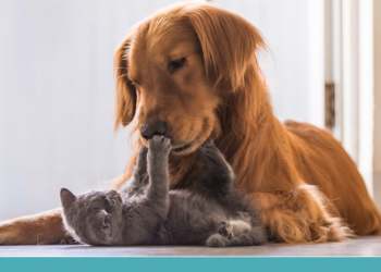 Espaços planejados para os pets são tendência