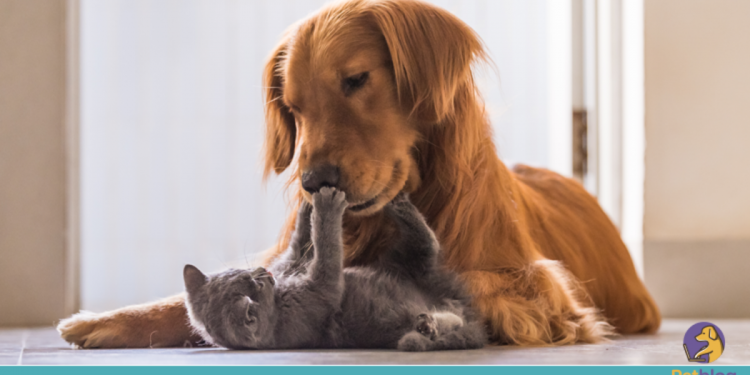 Espaços planejados para os pets são tendência